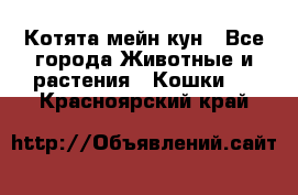 Котята мейн кун - Все города Животные и растения » Кошки   . Красноярский край